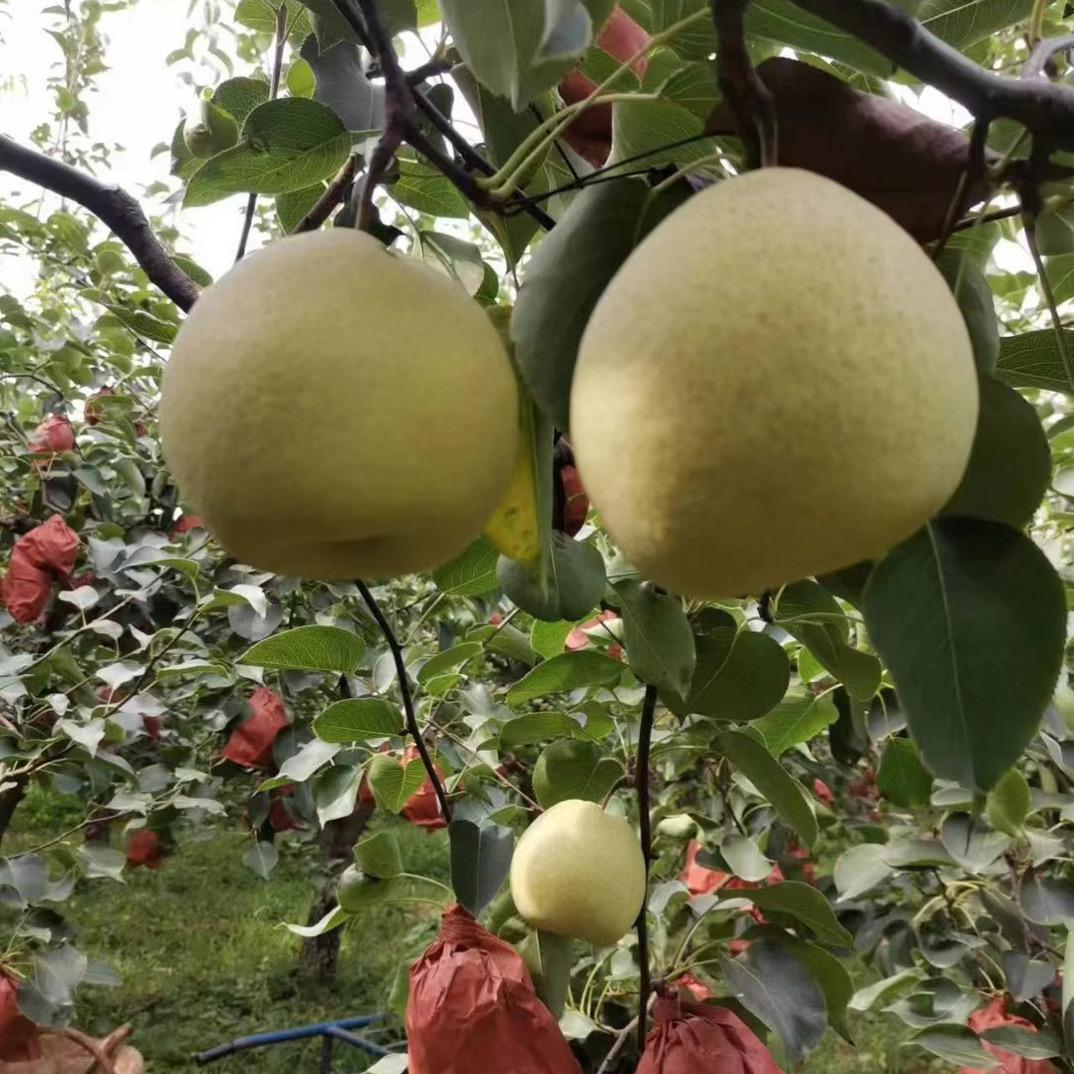 玫辰芸农家鲜果