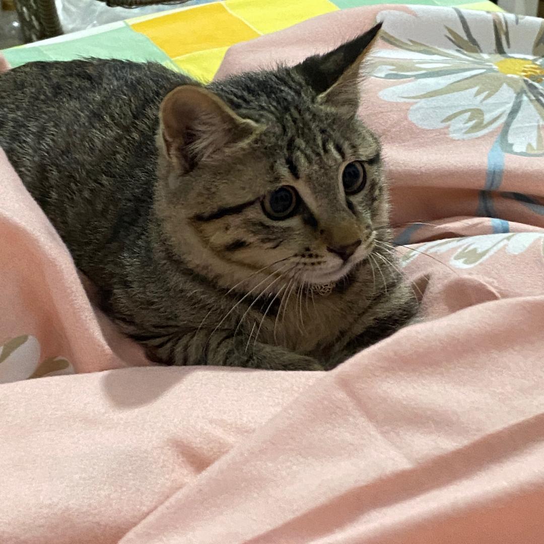 坏笑的蒙娜丽莎