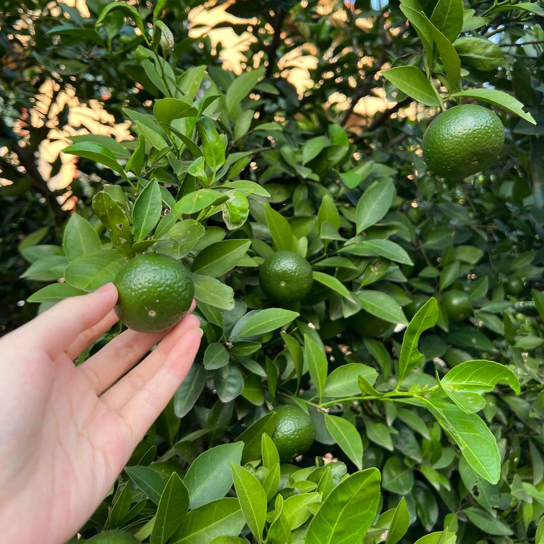 ⁽⁽ଘଓ⁾⁾酥甜༣