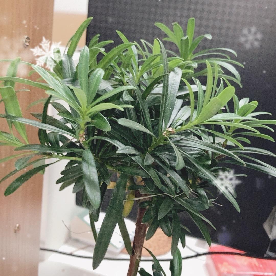 秀红