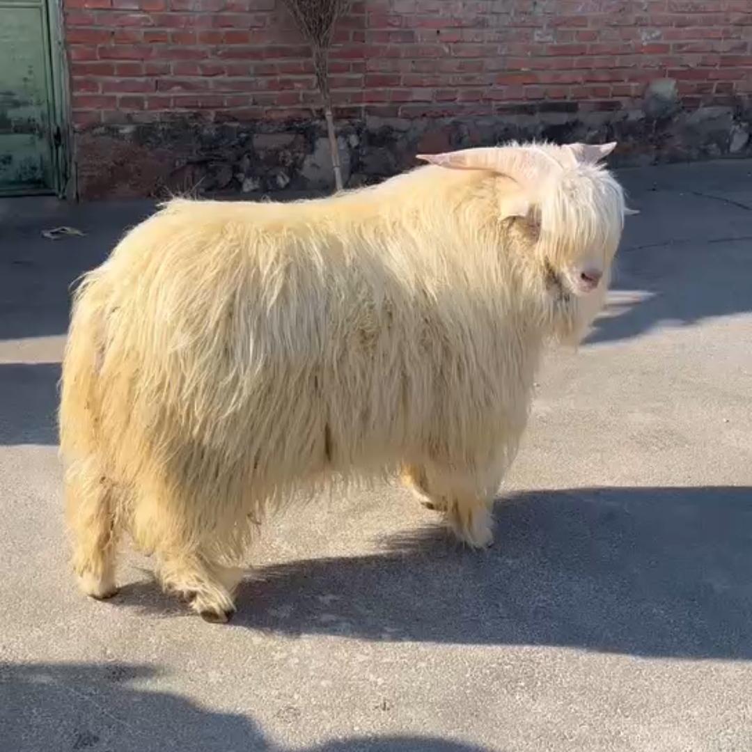 精品绒山羊_本溪圆哥