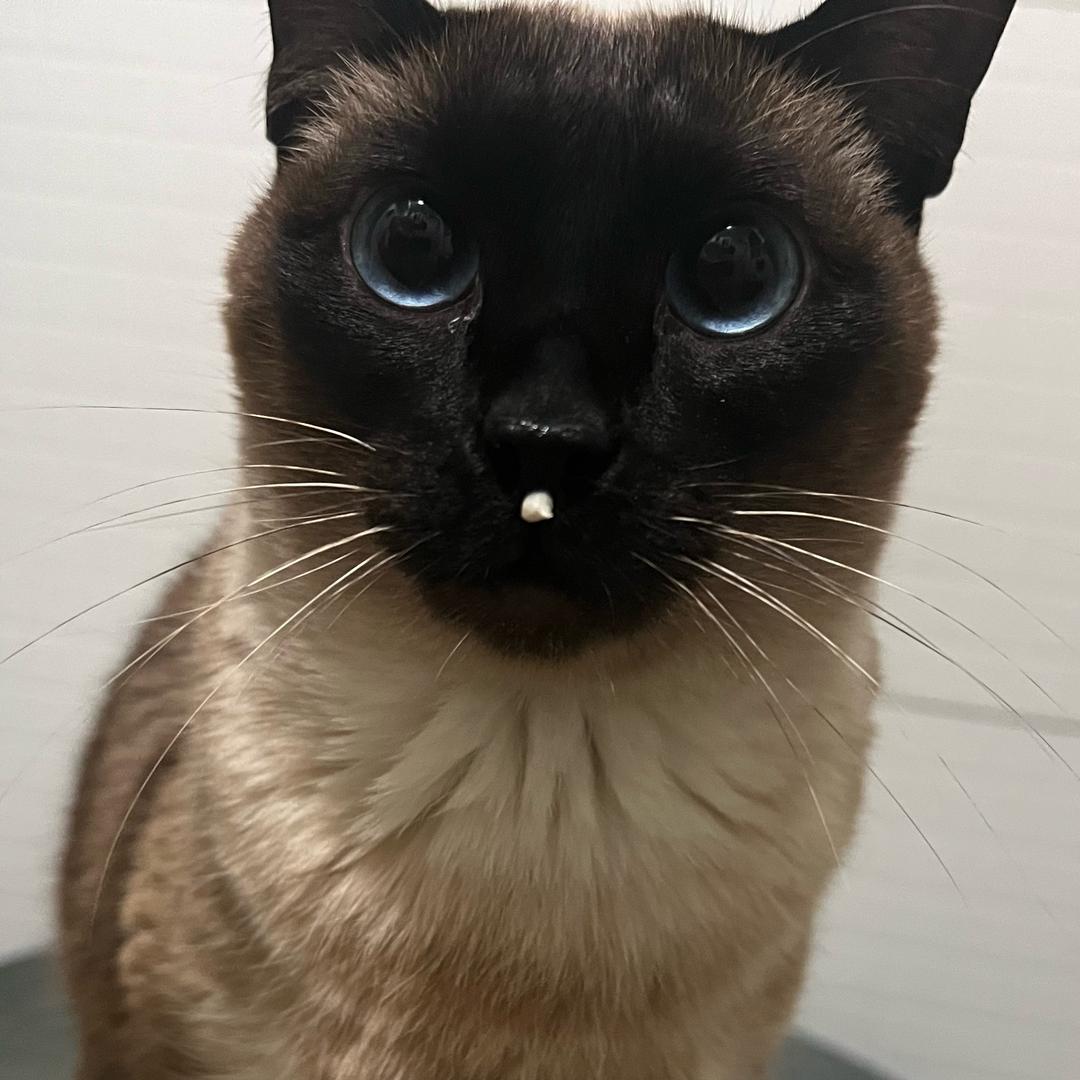 两口一杯冰美式