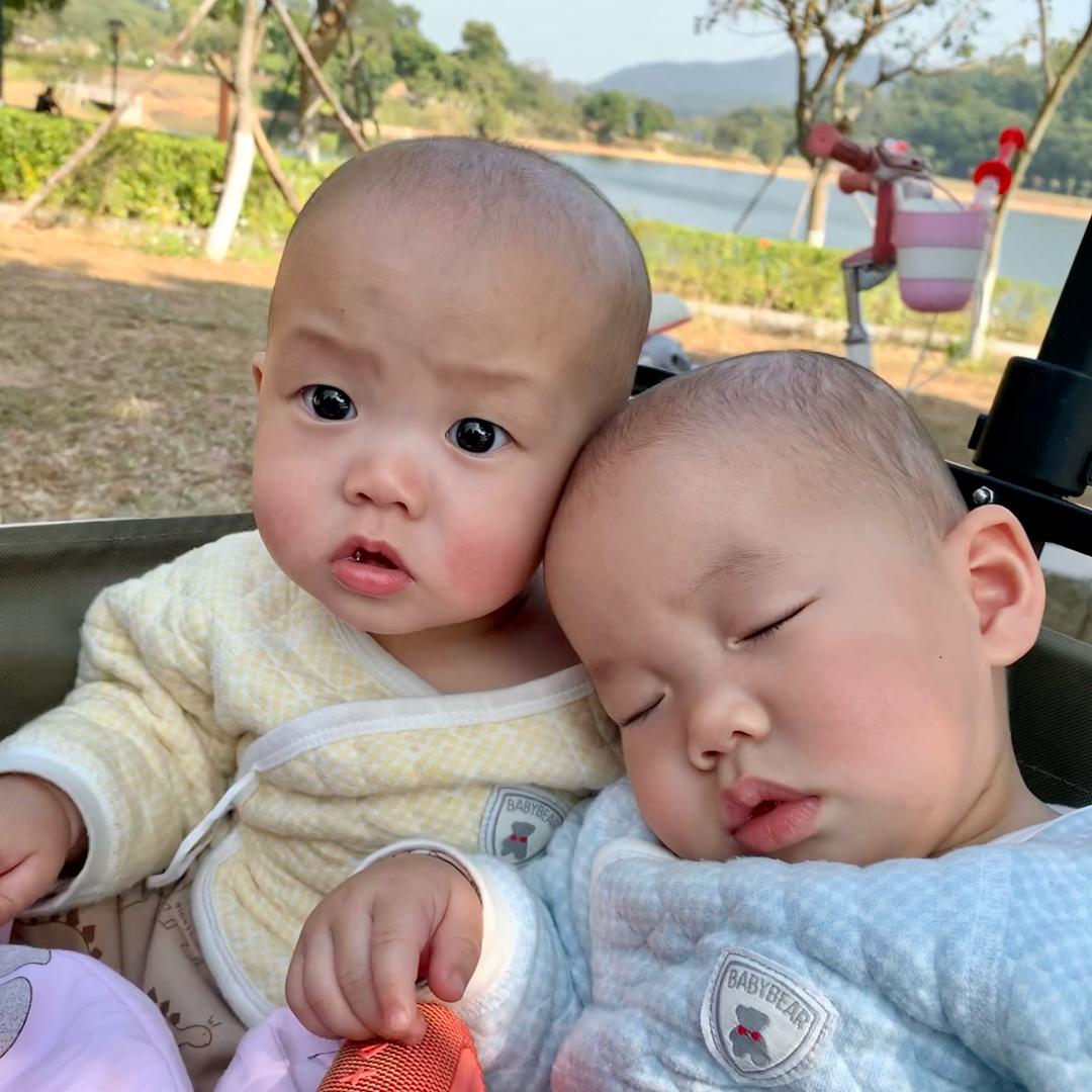 龙凤胎大橙小叶