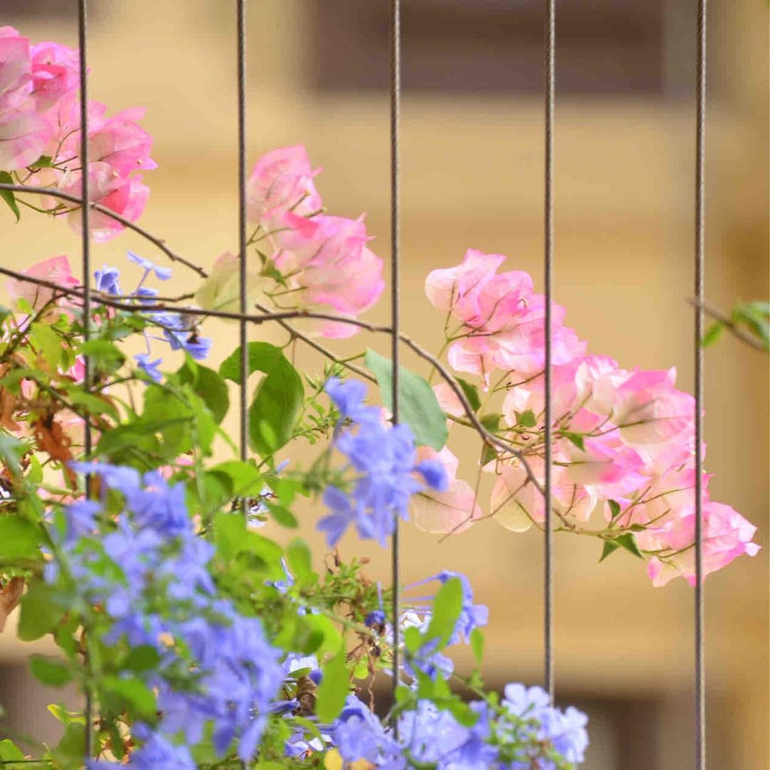 百花村三角梅植山居