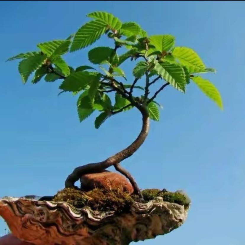 老桩盆景店花卉