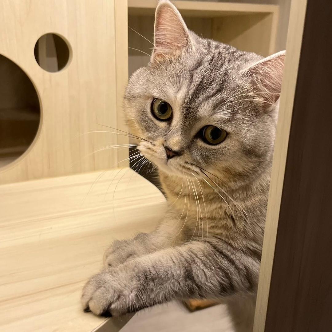 貓姨🥰