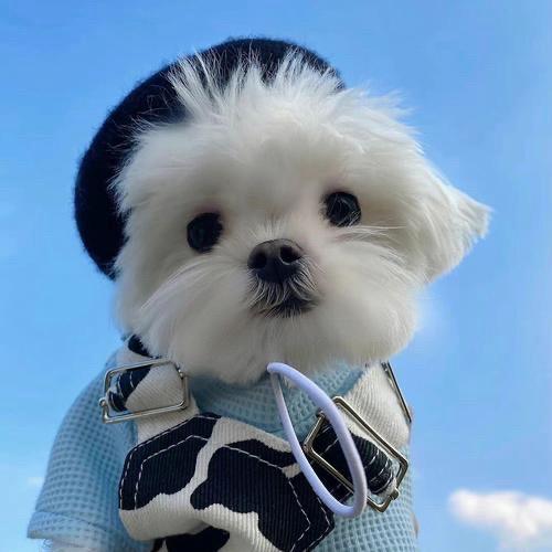饼饼又在干嘛