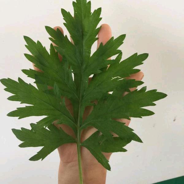 蕲艾贴类源头工厂(湖北蕲春