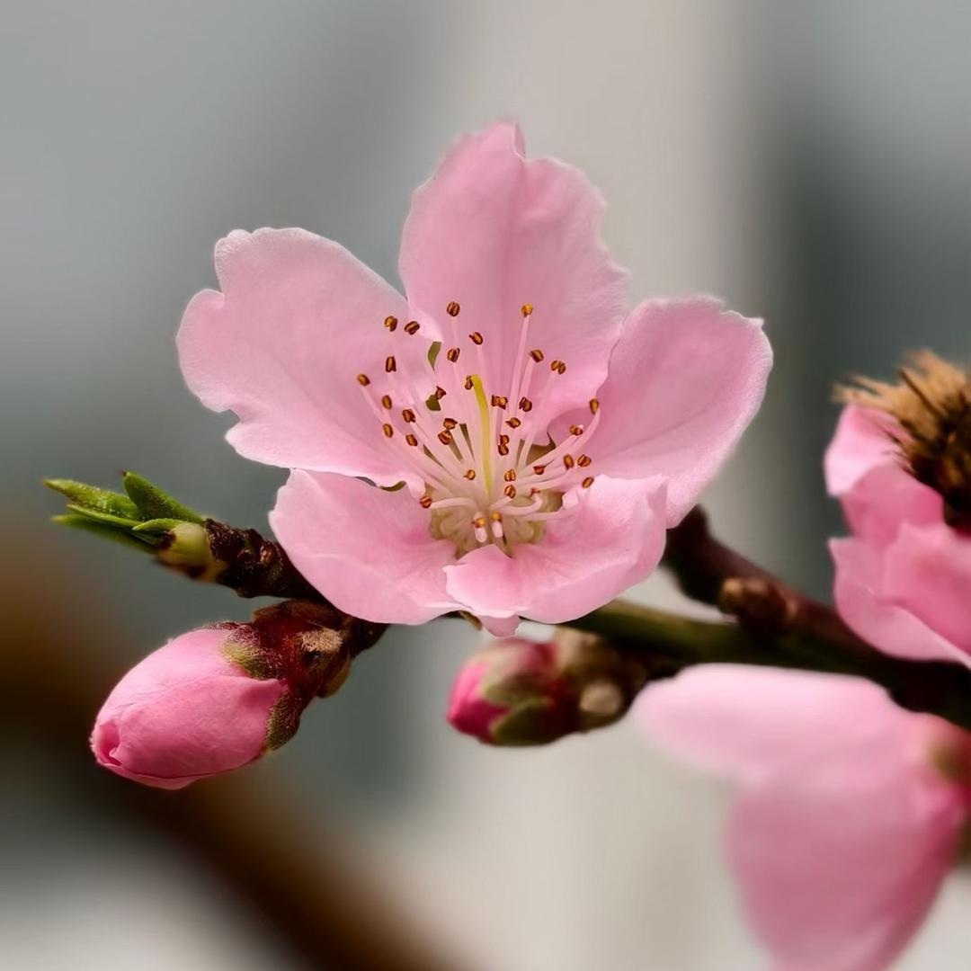 年年岁岁花相似