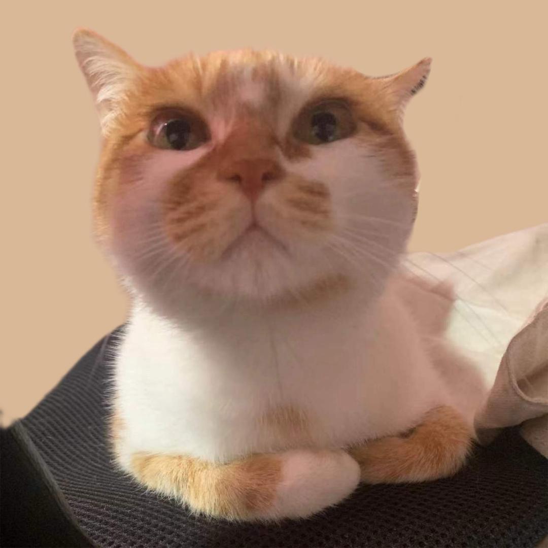 阿禹是只喵