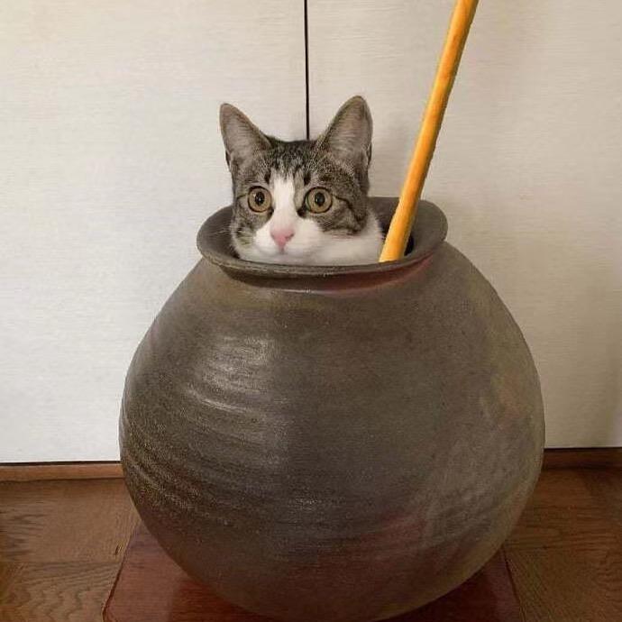 天哥请的演员