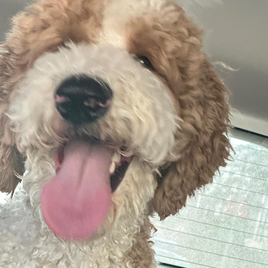 Nini+ 韩国微胖女装