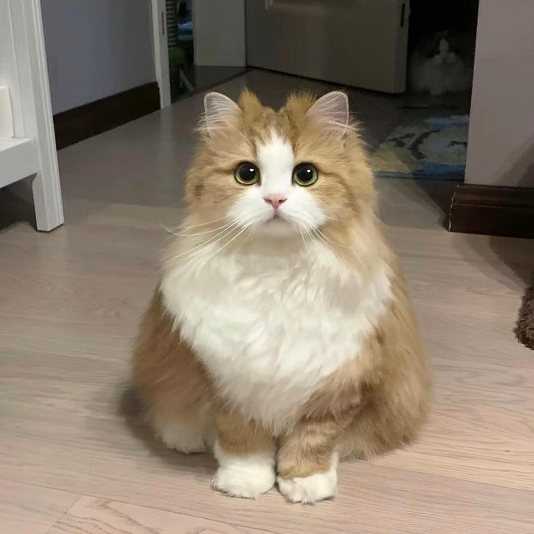 衣橱