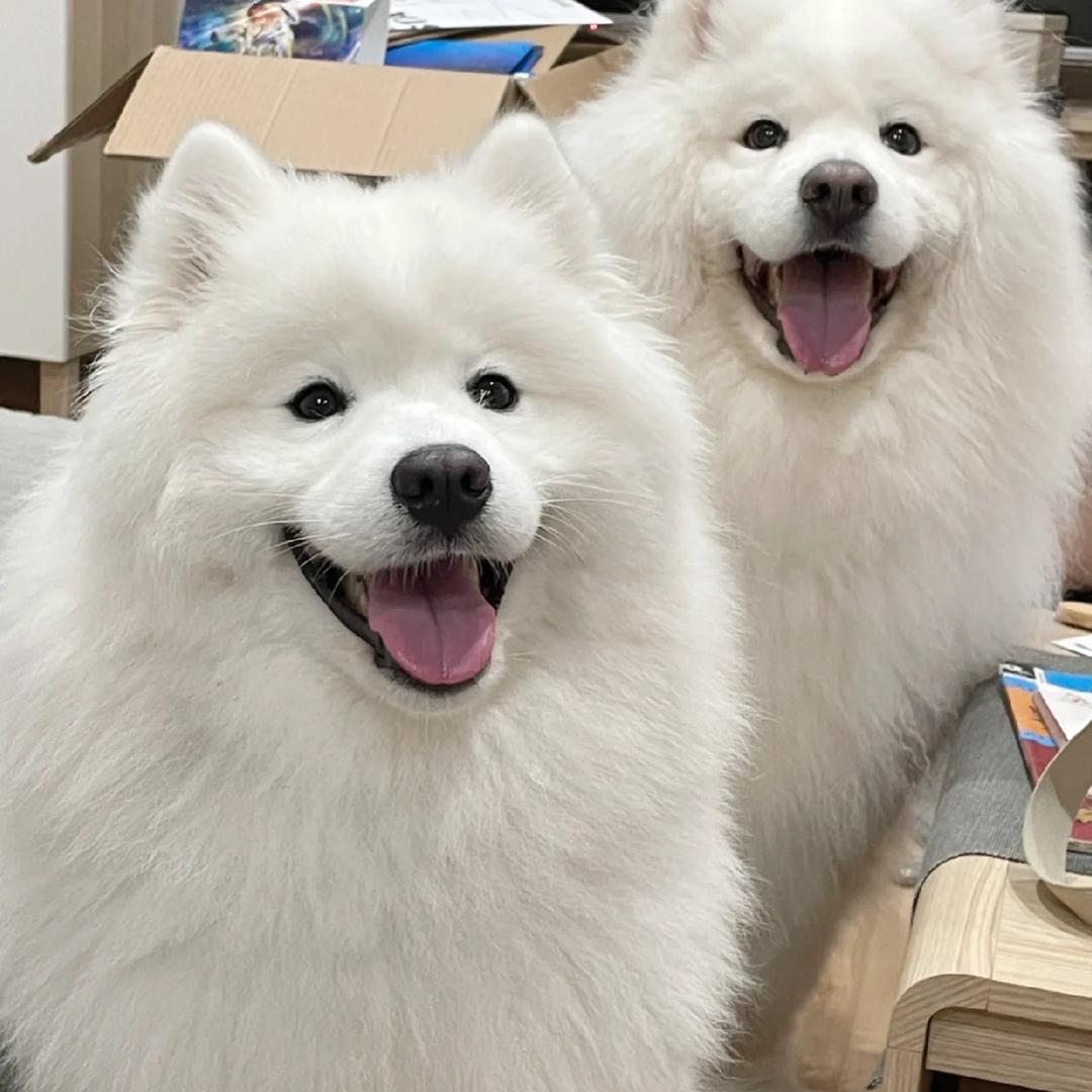 认真的雪