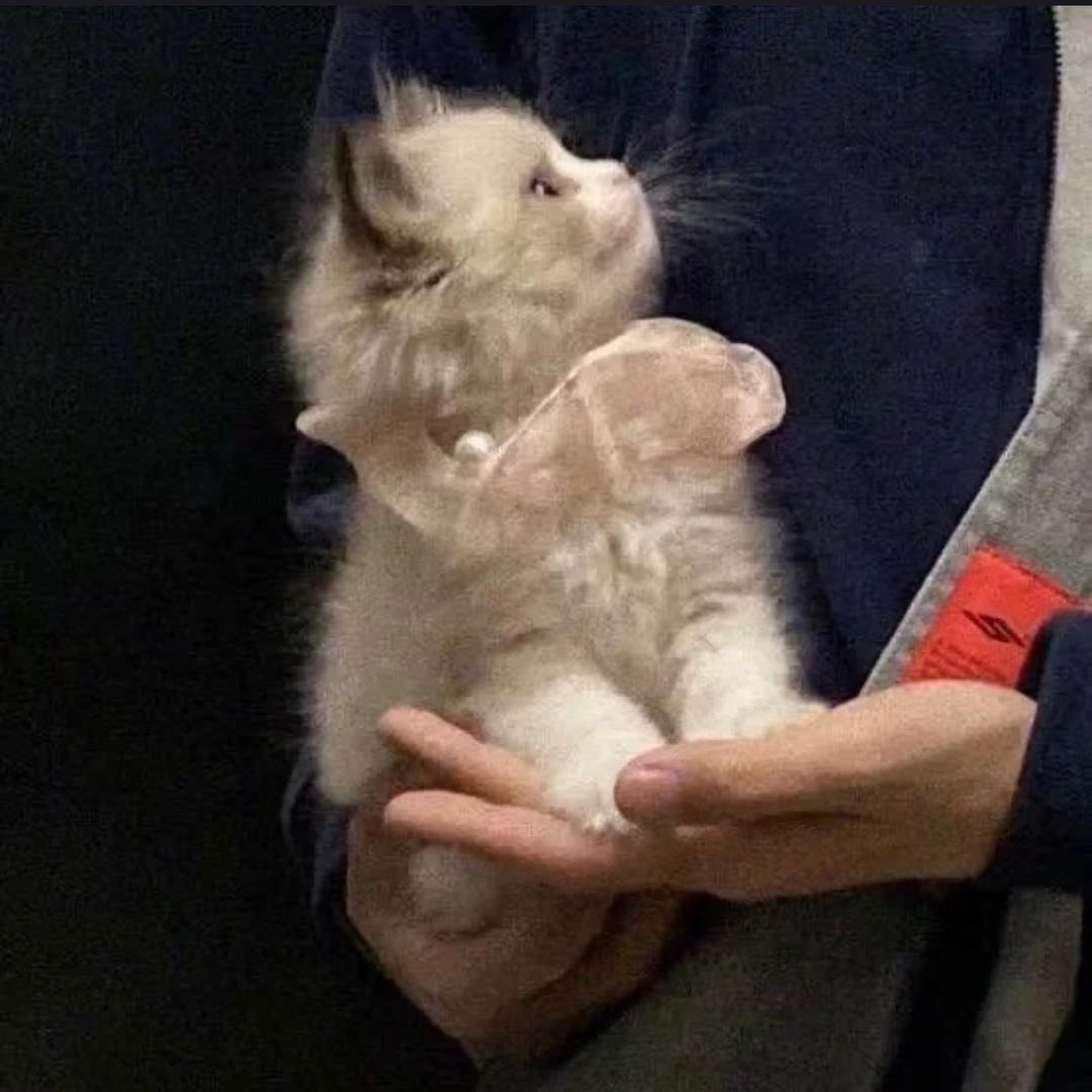 江凭