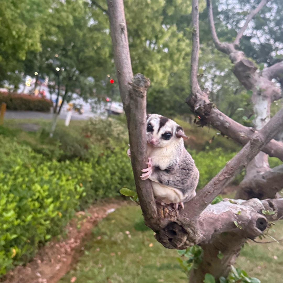樱桃🍒贝贝王子👑