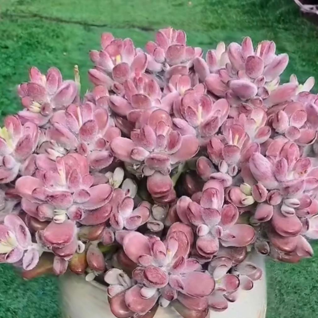 小米花卉园艺