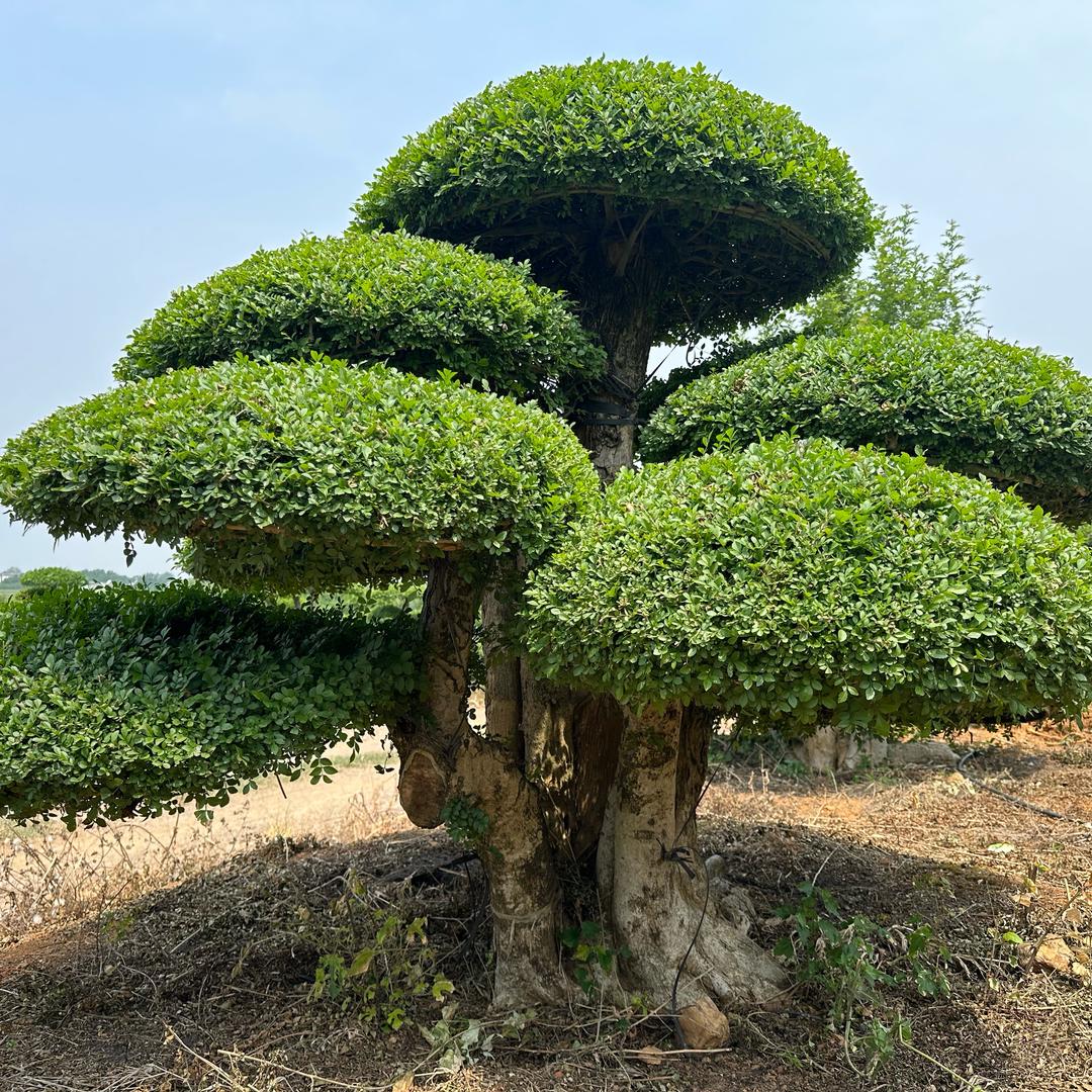 京山市春满源园艺中心