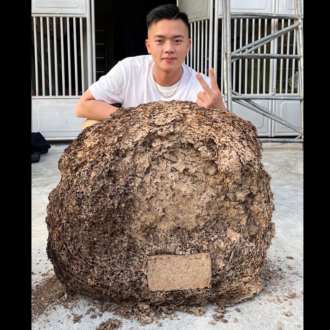 揭阳-白蚁伟
