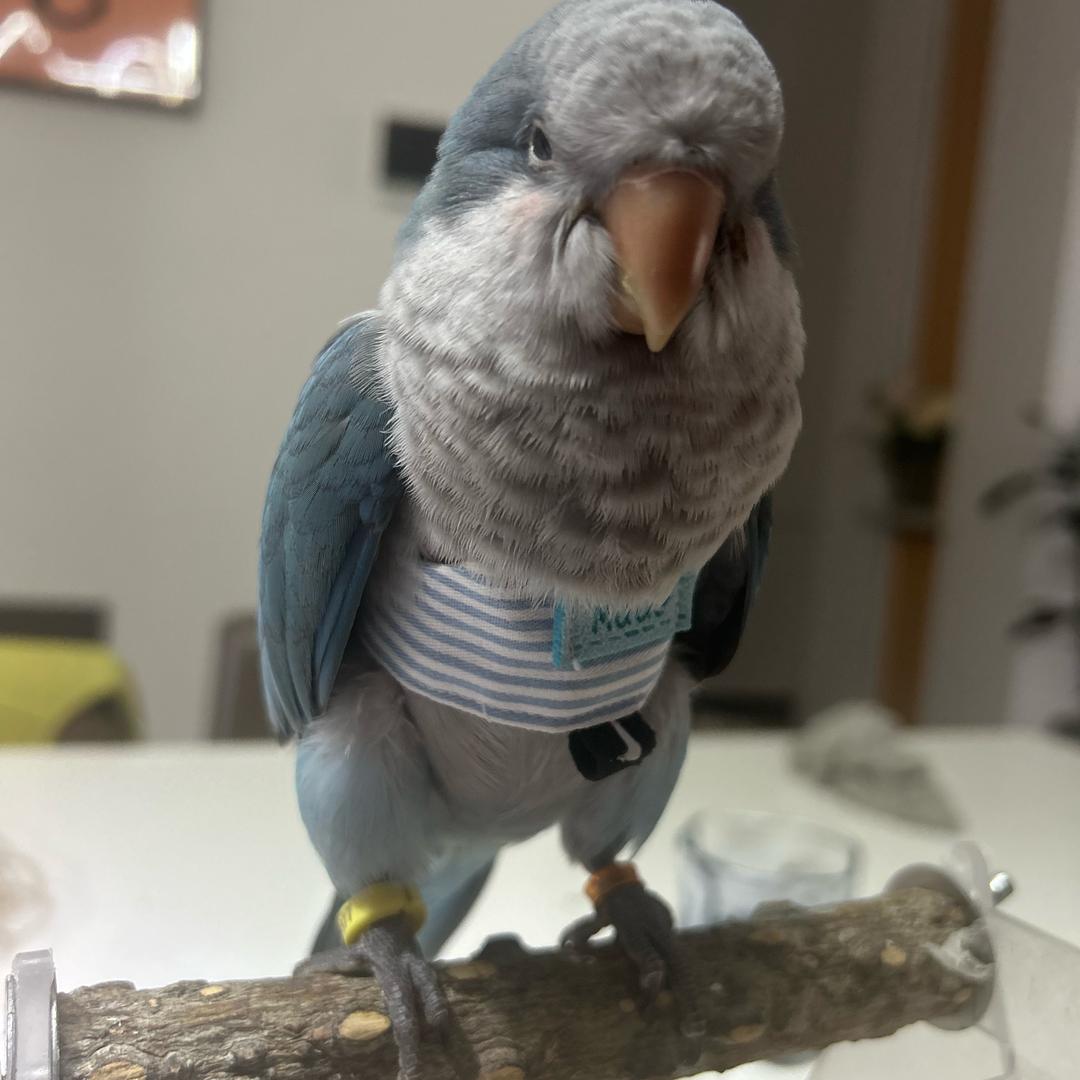 团团🦜