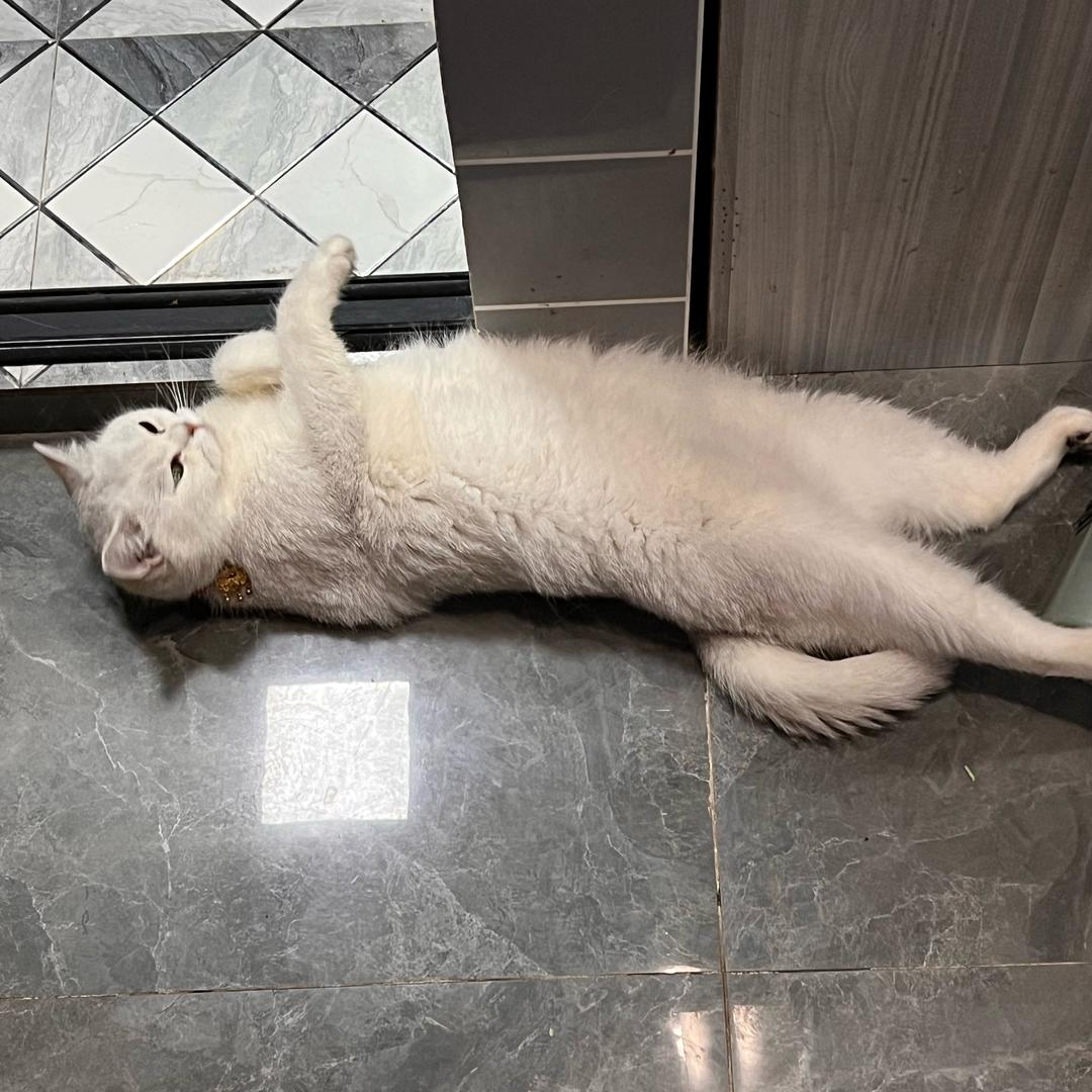 这是不是我的苹果
