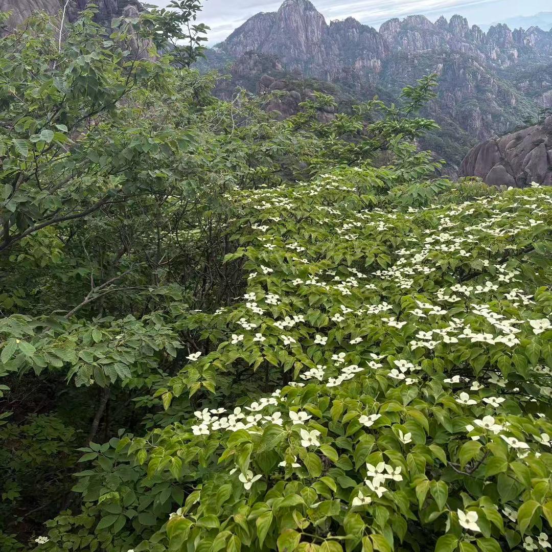 小布丁