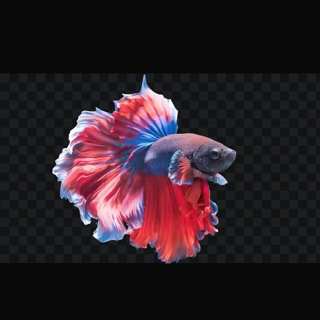 小王养🐟记