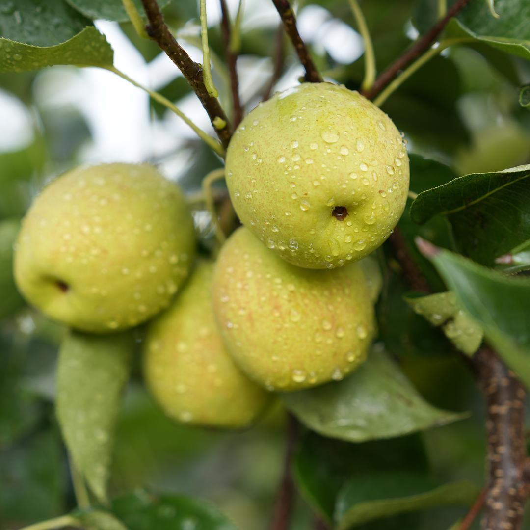 库尔勒香梨官方旗舰店授权号