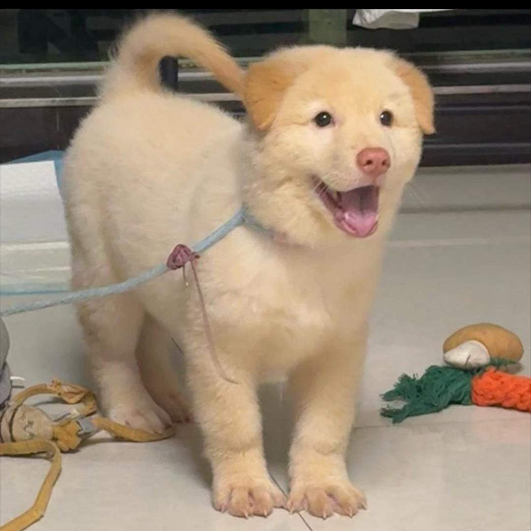 十七ღᩚ丸子日记