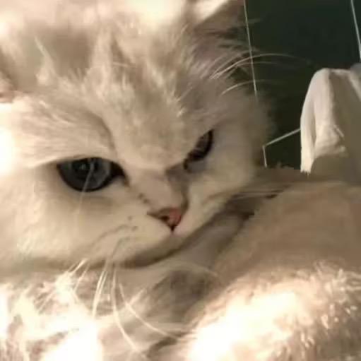 猫猫被我吃掉