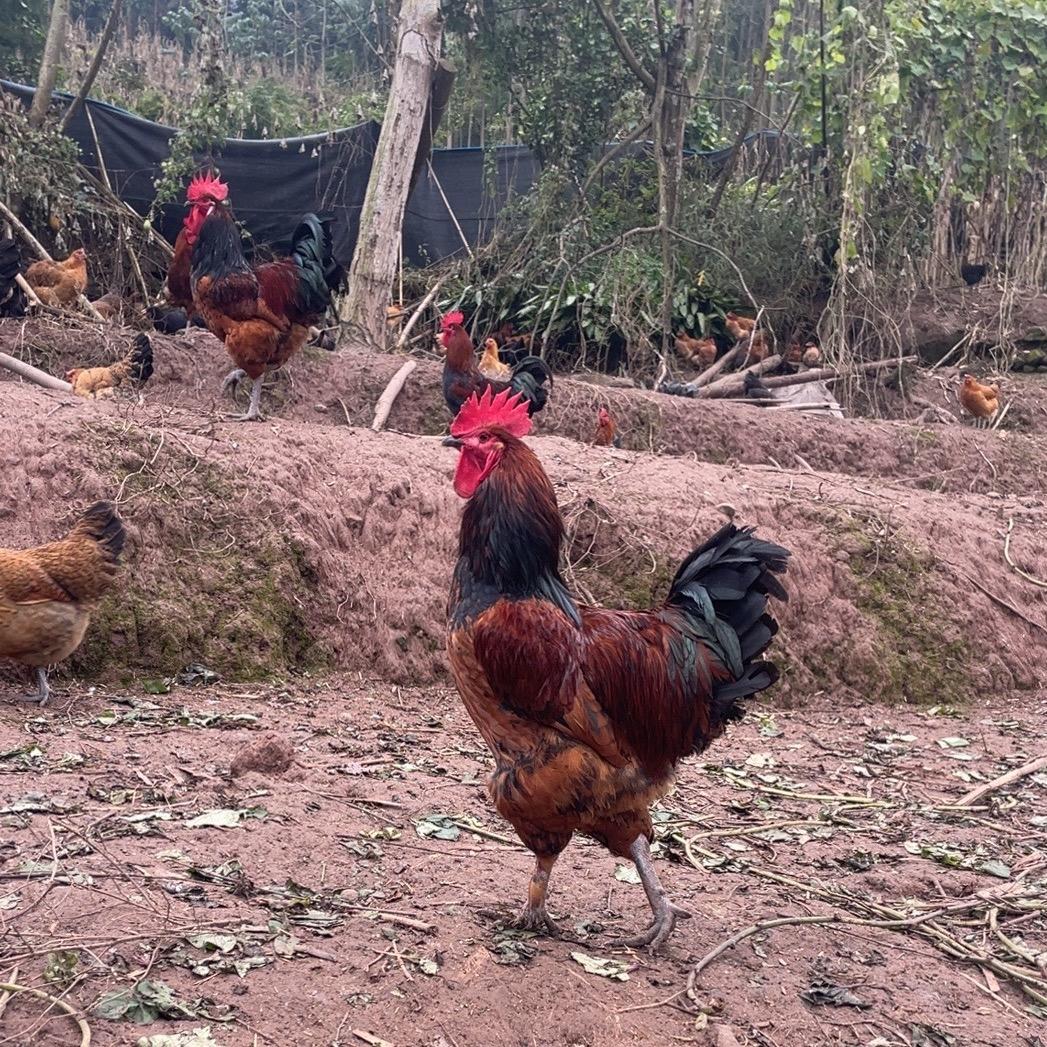 小凉山马边高脚土鸡