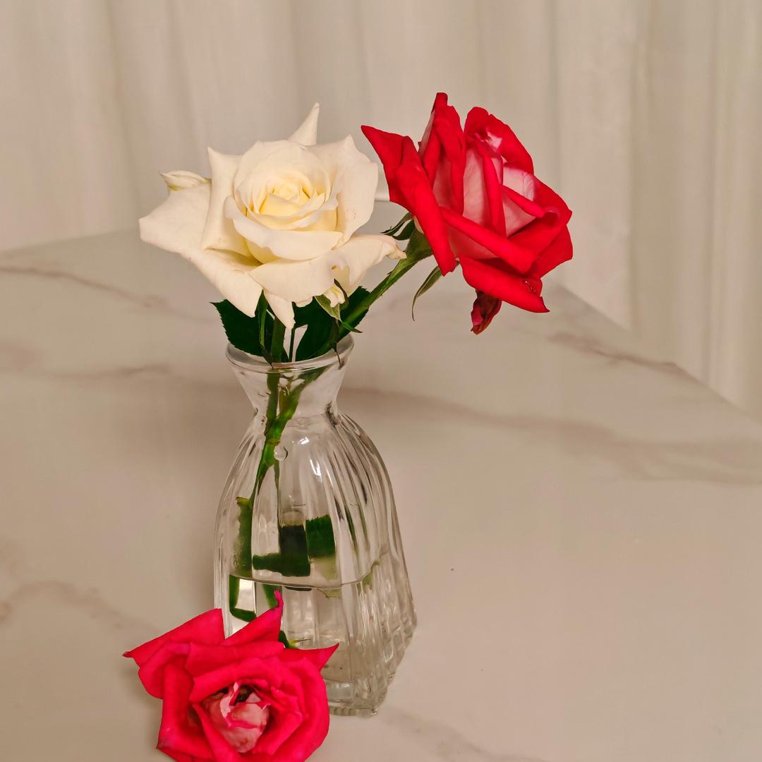 瑾白花卉