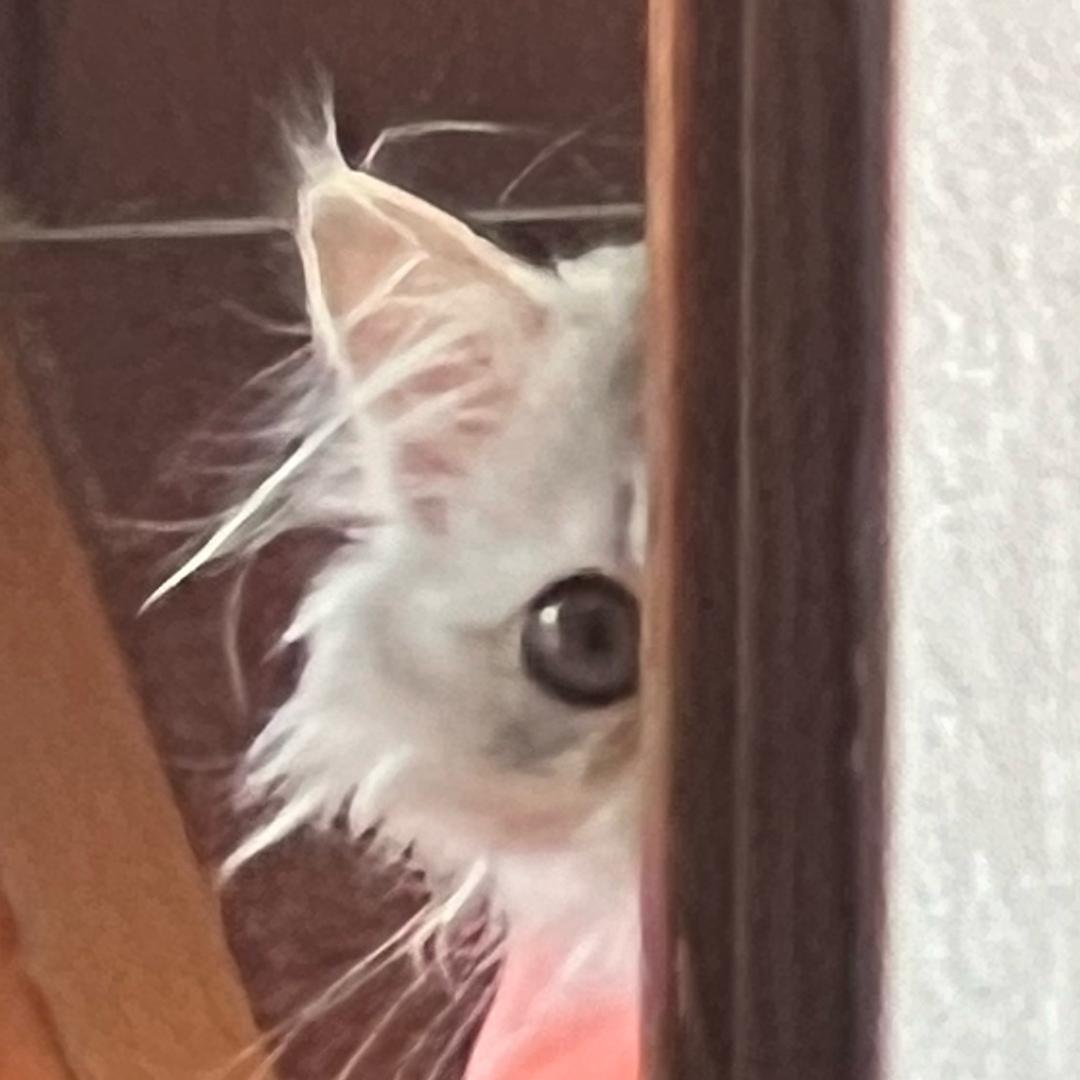 韩王