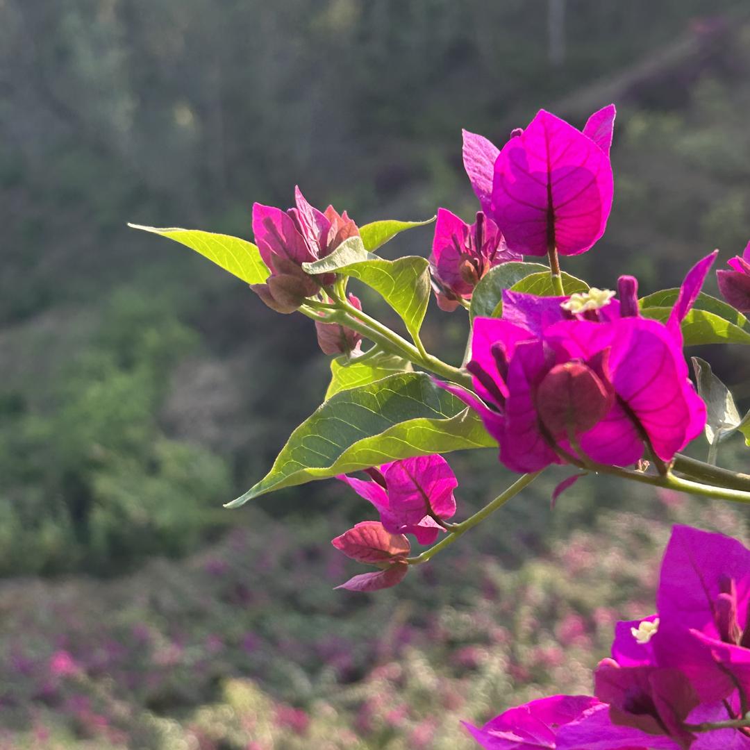 石林山绿久三角梅基地