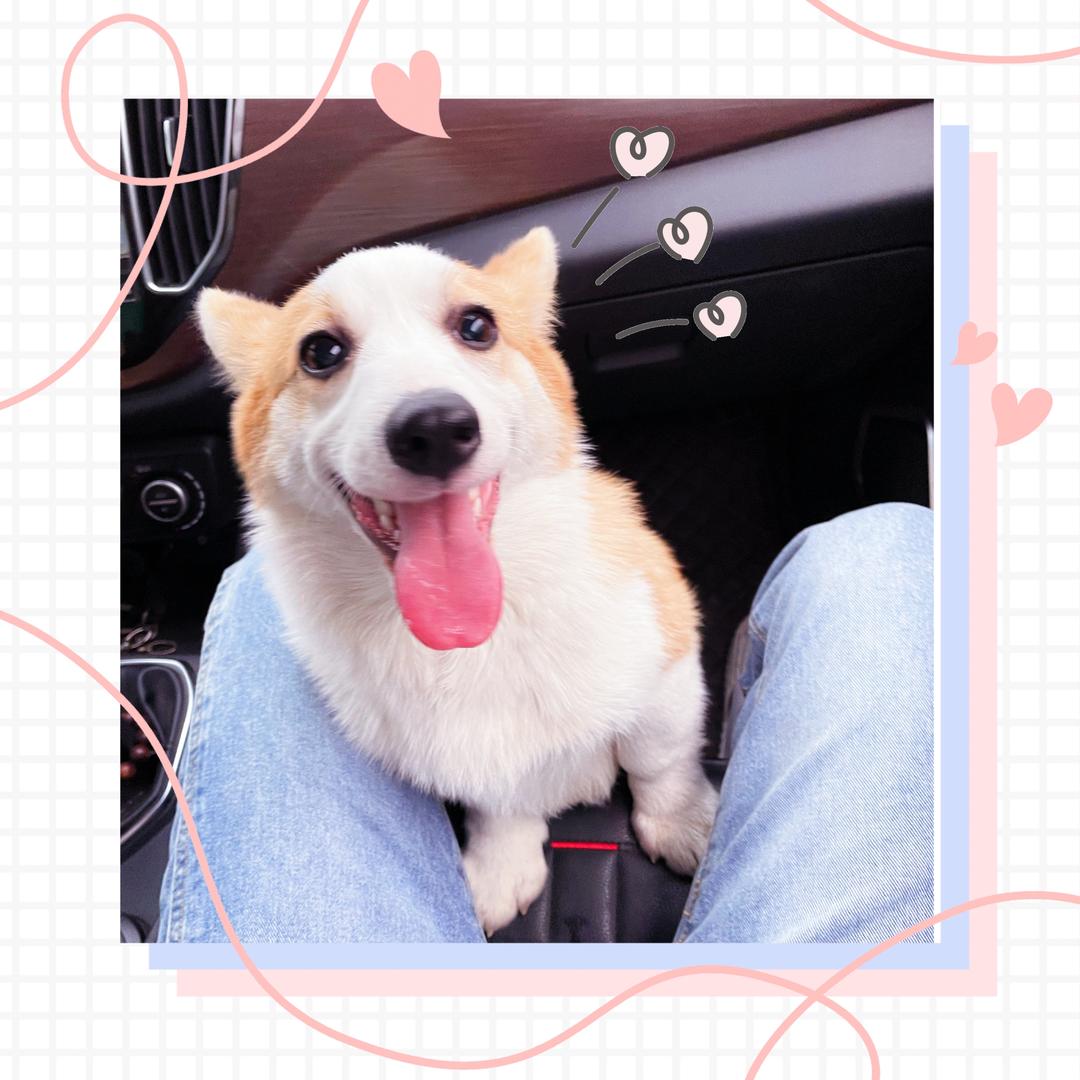 榴莲是只小母基