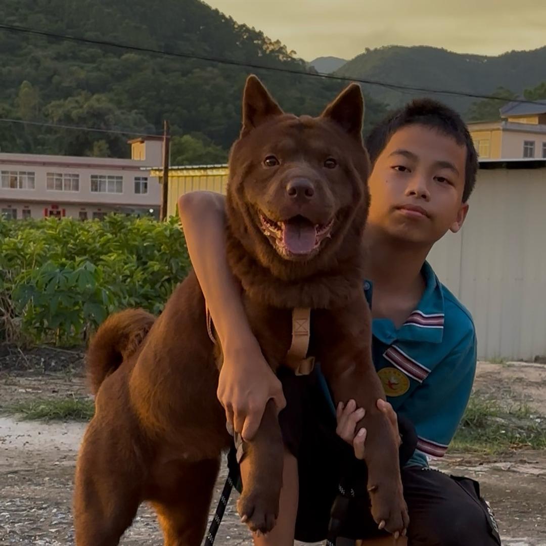 广西田园犬彬少犬舍