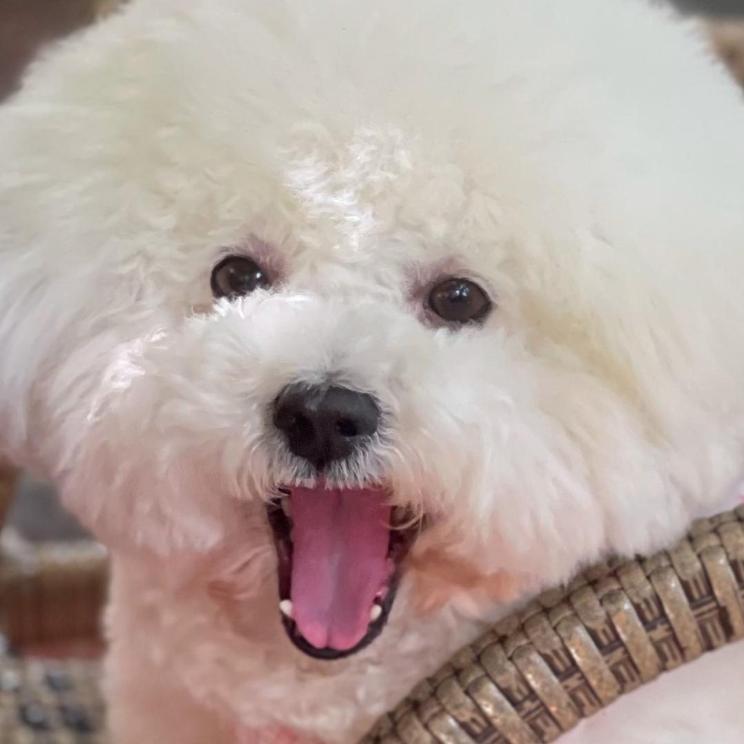 抱抱妹妹🐶