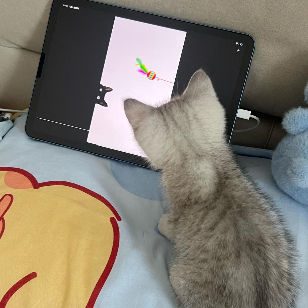 小寻趴云上