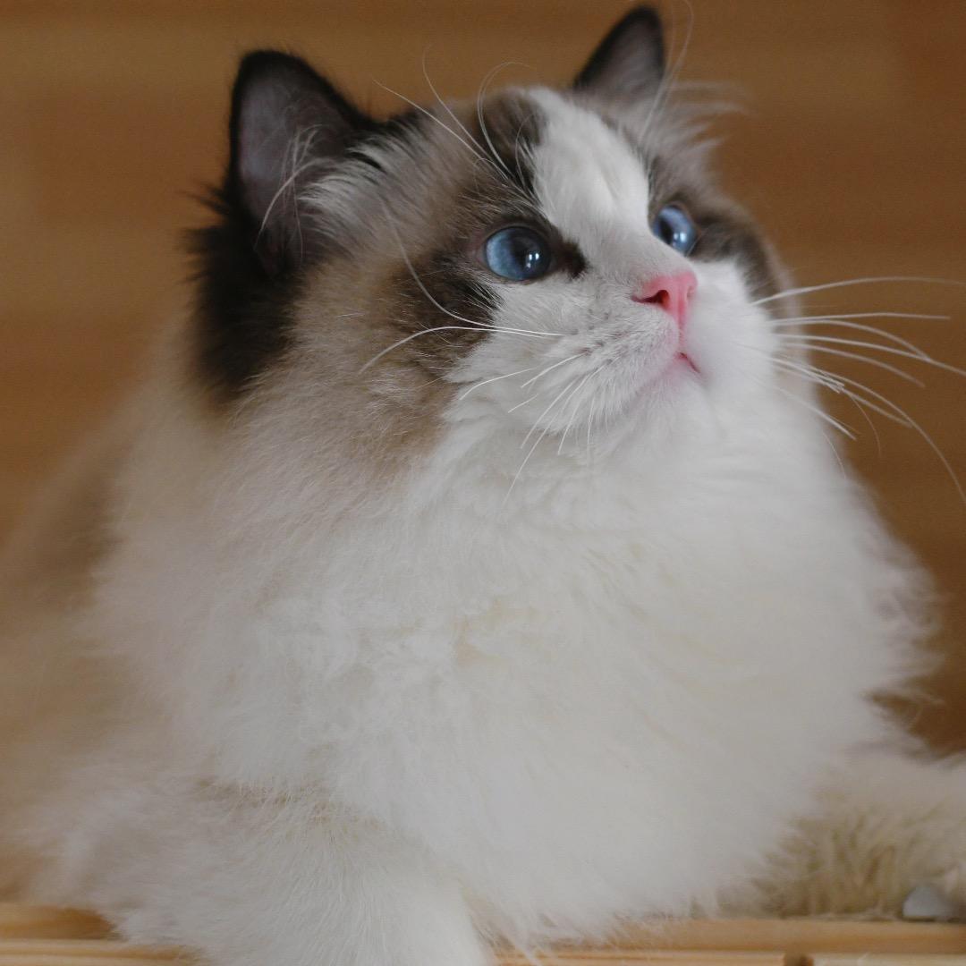 小雅家的布偶猫舍