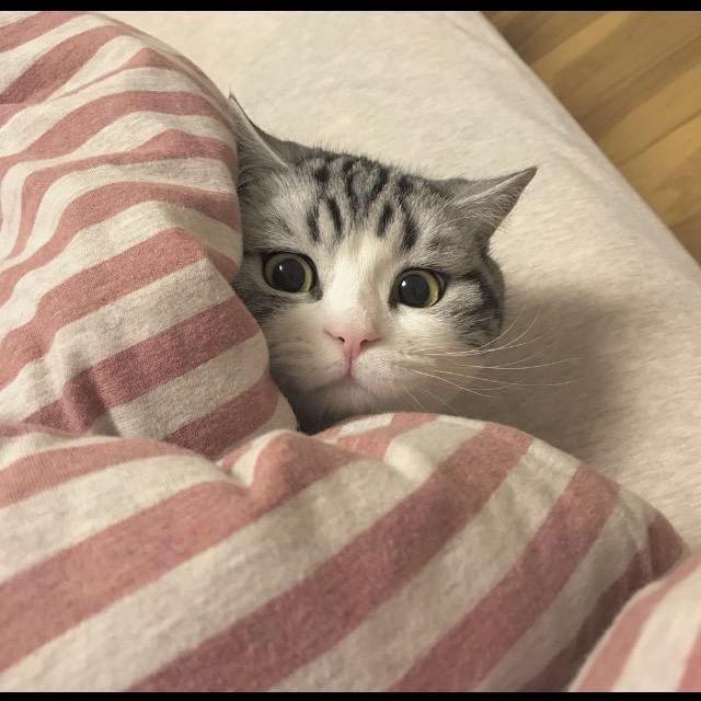倪公子