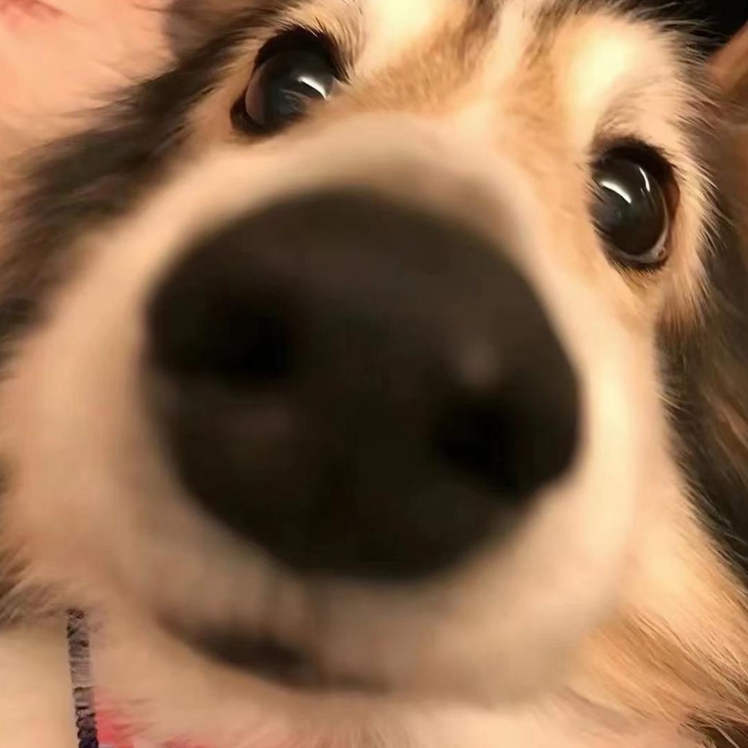 柴可猪斯基基爆n