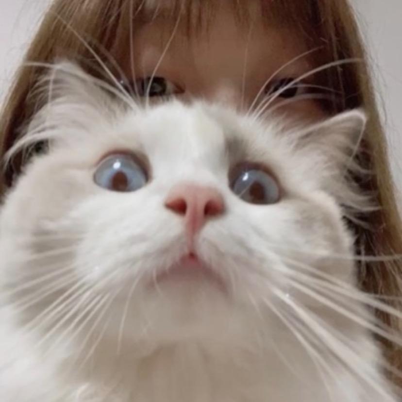 一只咕噜猫