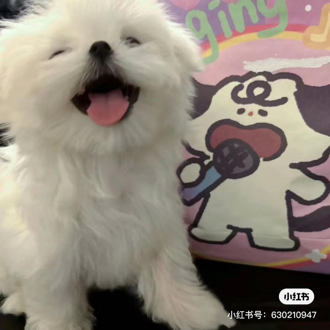 不如多吃少点肉