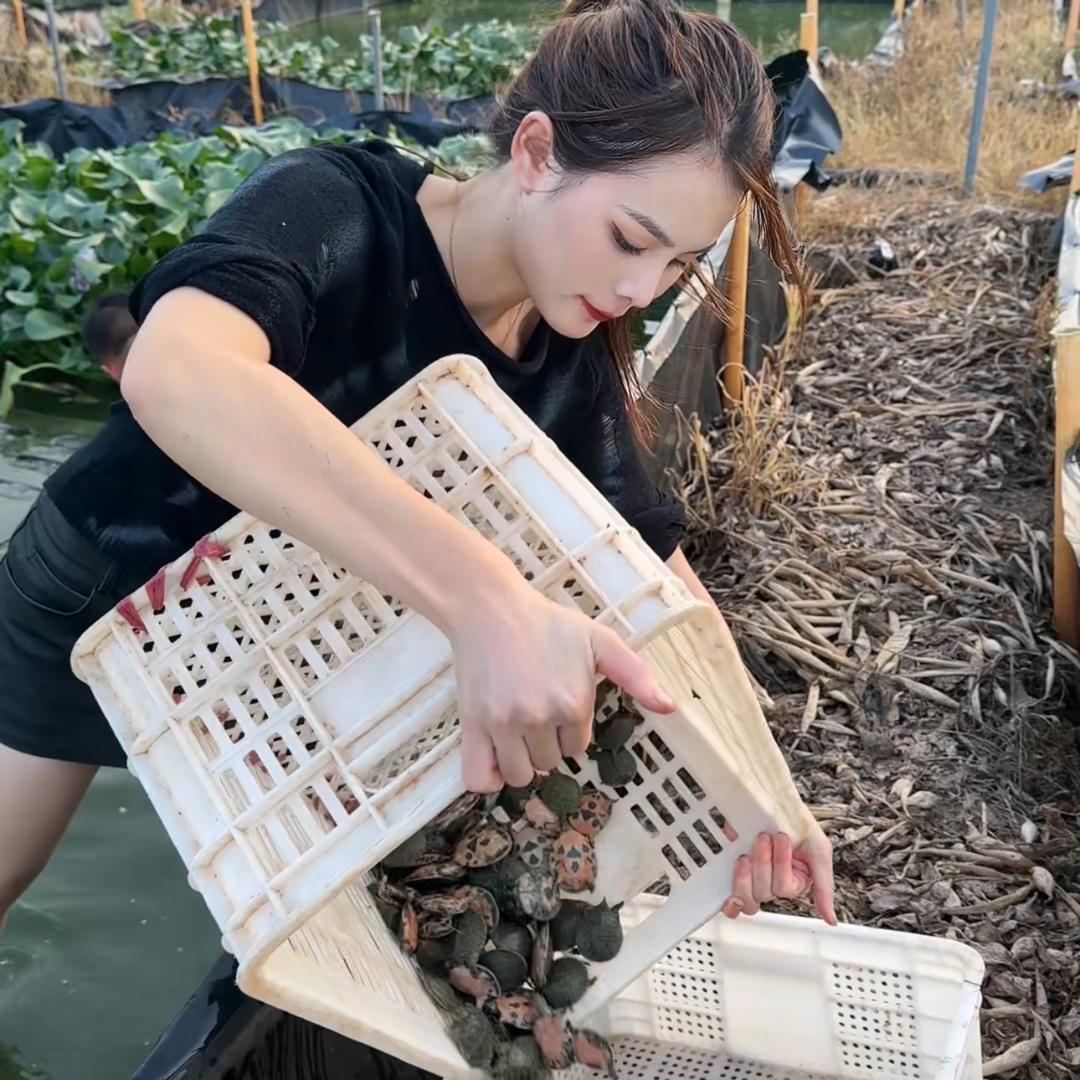 南丰小妹家外塘甲鱼苗