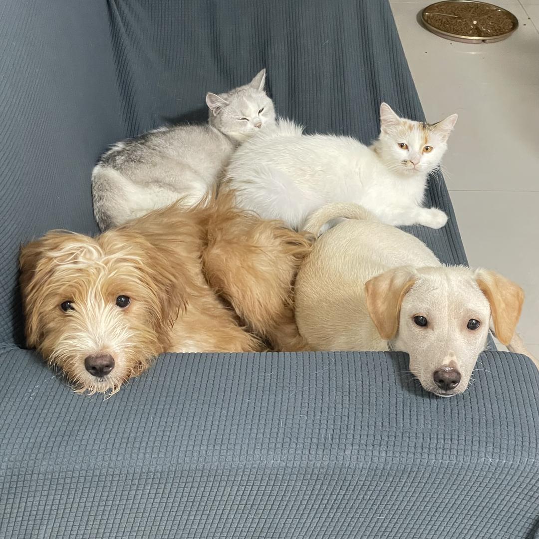 旺仔的猫狗日记