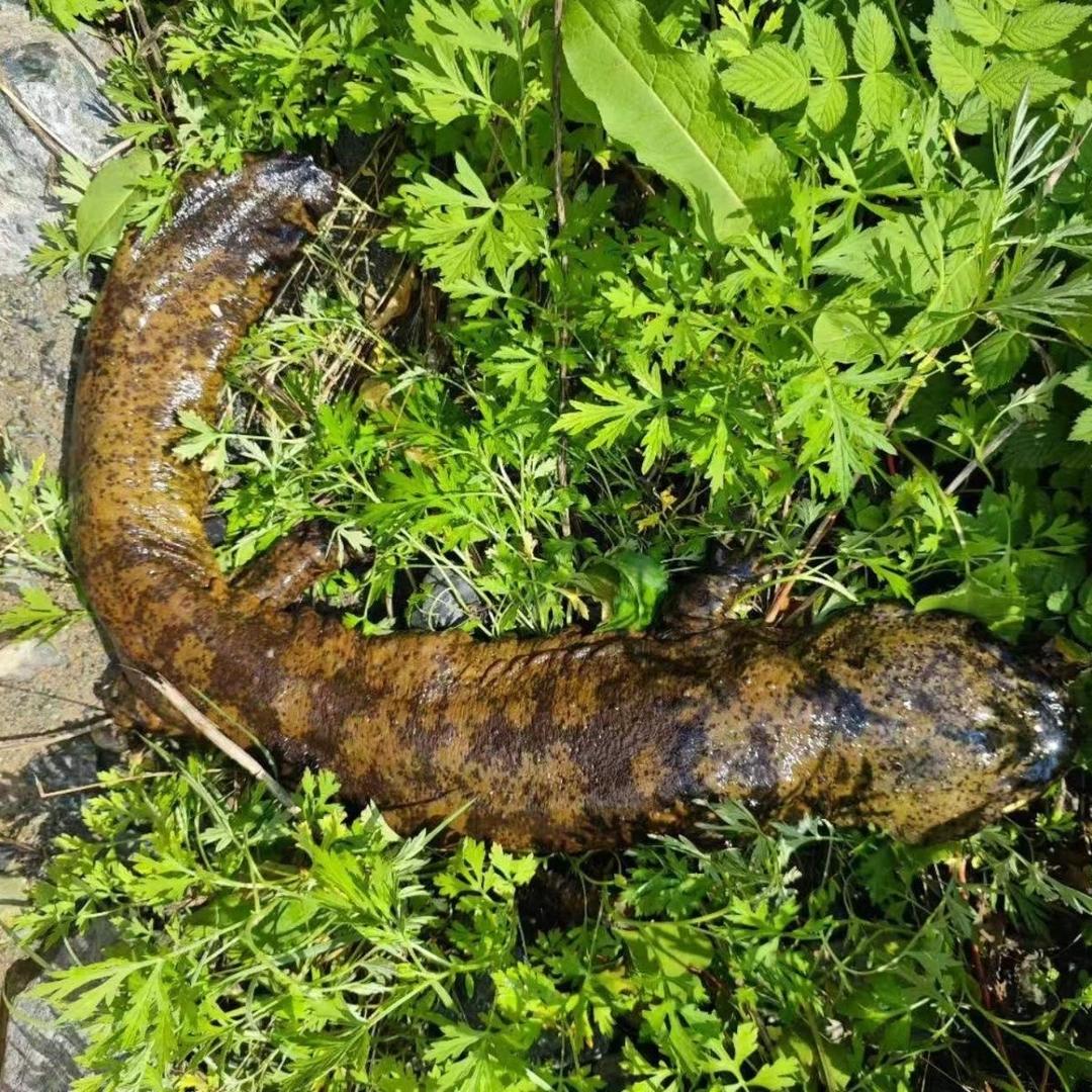 锦鲵印象娃娃鱼