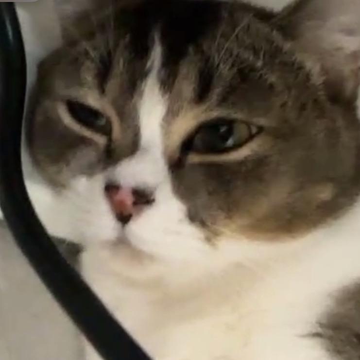 小鮮肉包