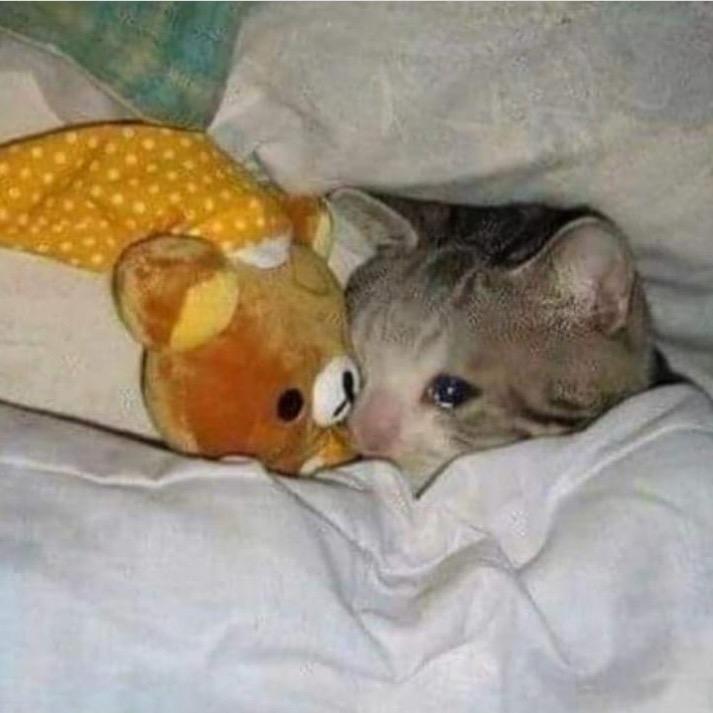 ᙏ̤ ꪔ̤̫ ᙏ̤̫͚ᙏ̤ ꪔ̤̫
