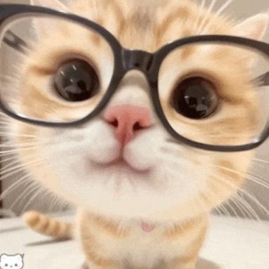 听雨的猫🐱