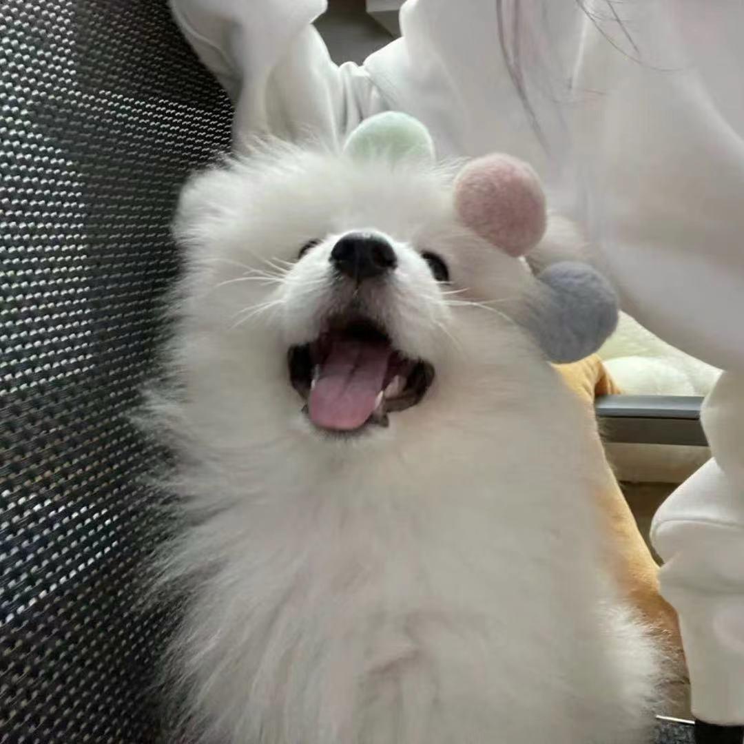 白拜